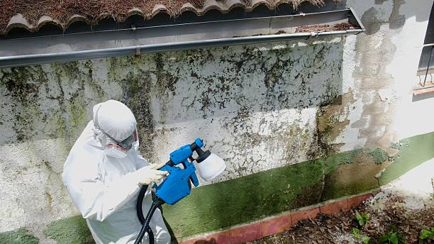 Top rated local Attic Mold Remediation specialists in Sumner, WA